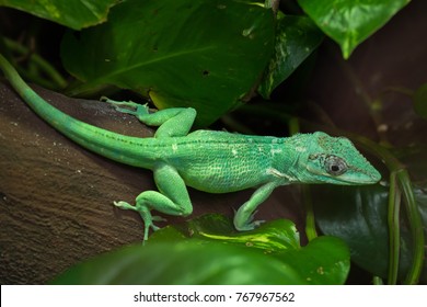 Knight anole (Anolis equestris), also known as the Cuban knight anole.