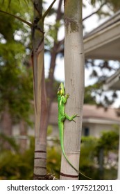 Knight anole Anolis equestris lizard perches on a tree in a Naples, Florida garden in spring.