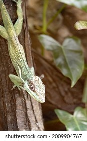 A Knight anole, Anolis equestris, sits on a branch and watches the insects