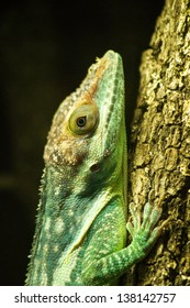 Knight Anole At The Audubon Zoo