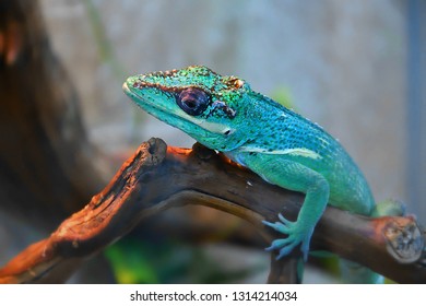 Knight Anole (LAT. Anolis equestris) is one of the species anolisov