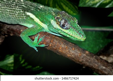 Knight Anole (LAT. Anolis equestris) is one of the species anolisov
