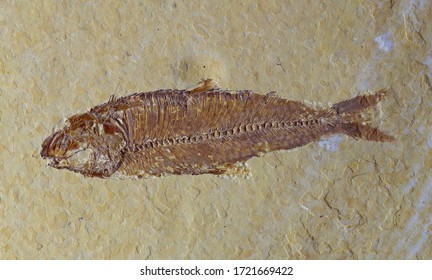 Knightia Fossil Fish From The Eocene Period