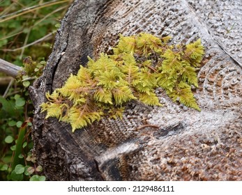 Knights plume moss Ptilium crista-castrensis growing on a tree stump