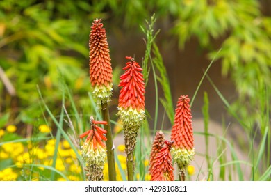 Kniphofia Flower