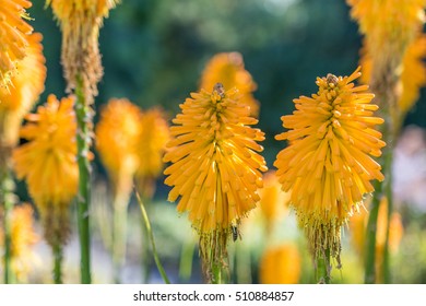 Kniphofia has brightly colored flowers in shades of red, orange and yellow. The flowers produce copious nectar while blooming. - Shutterstock ID 510884857