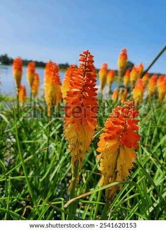 Kniphofia Pyromania Backdraft red hot poker