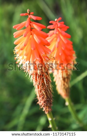 Kniphofia “Alcazar' Red Hot Poker” Tall flowering perennial with vibrant flower spikes with dangling red-orange buds that open from bottom to top with faded yellow interiors

