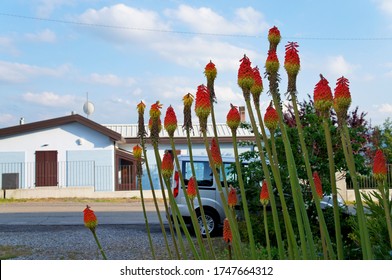 TÌNH YÊU CÂY CỎ ĐV 8  - Page 49 Kniphofia-reflexa-flowers-on-city-260nw-1747664312