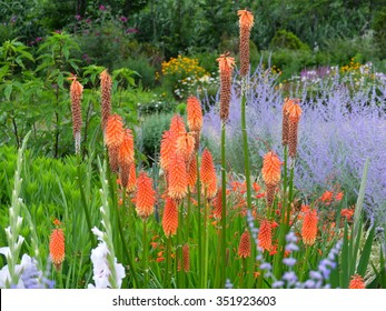 Kniphofia Uvaria Flower