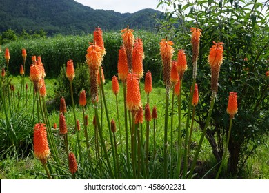 Kniphofia Uvaria Flower