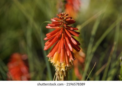 Kniphofia Uvaria, Papaya Popsicle.  Asphodelaceae Family