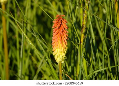 Kniphofia Uvaria, Papaya Popsicle.  Asphodelaceae Family