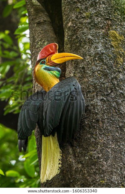 Knobbed Hornbill Rhyticeros Cassidix Known Sulawesi Stock Photo