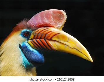 309 Knobbed Hornbill Images, Stock Photos & Vectors | Shutterstock