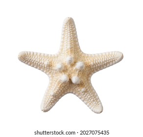 Knobby starfish isolated on a white background. One dried five finger fish or sea star macro. Summer vacations and sea holidays design element for greeting card, postcard and banner. Top view.