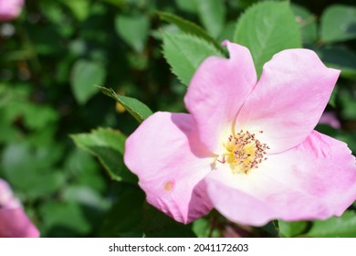 Knockout Roses In Baby Pink