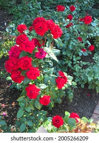 Knockout Roses In Blossom In Garden