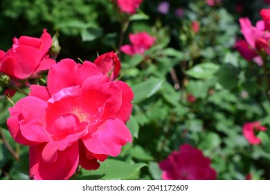 Knockout Roses In Dark Pink