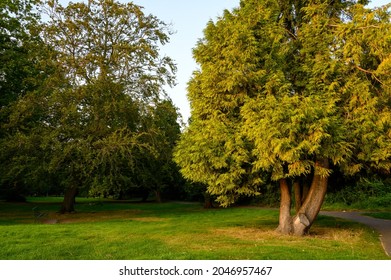 The Knoll, a small park in Hayes, Kent, UK. Trees in The Knoll park illuminated by the late afternoon sun. Hayes is in the Borough of Bromley in Greater London.