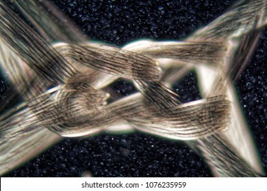 A knot of nylon fibers under the microscope and in polarized light.