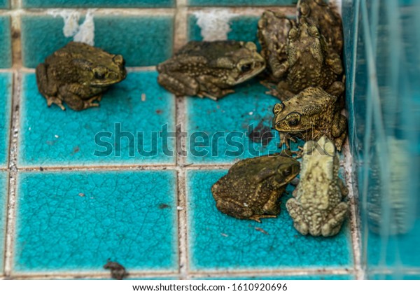 Knot of toads live together in an old dirty\
swimming pool, A group of common brown toad on the swimming pool\
ground, Group of brown toads seating in a swimming pool with one\
unique white toads.