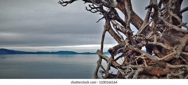 Knotted dry roots on the shore of a serene blue lake. - Shutterstock ID 1100166164