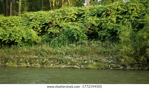 Knotweed Japanese, invasive expansive species\
of dangerous plants leaf in river shrub bushes growth lush, leaves\
Reynoutria Fallopia japonica intruder neophyte calamity flowers\
gatecrasher herbicides