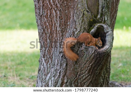 Similar – Foto Bild Eichhörnchen am Baumstamm