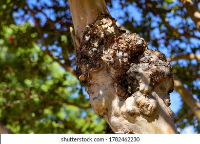 Knowing how to prune Crepe Myrtle trees correctly is essential. In this close up example of tree disease, crepe myrtle has damage on its trunk due to incorrect pruning. 