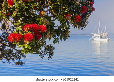 Known as the New Zealand Christmas Tree because it usually flowers at Christmas, Pohutukawa at Russell, Bay of Islands, New Zealand.