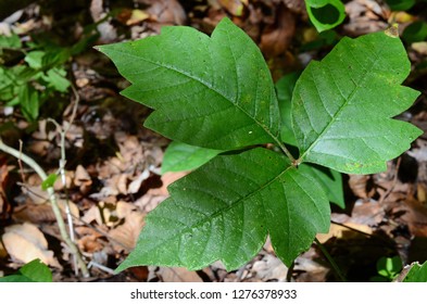 Known As Poison Ivy, Poison Oak, And Poison Sumac Contains Oil In The Leaves And Causes An Allergic Reaction Resulting In A Rash.