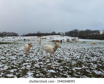 Knowsley Safari Park Ride In A Car