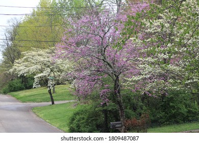 Knoxville Tennessee In The Spring