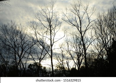 Knoxville Tennessee Winter Sky With Trees