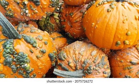 knucklehead bumpy warted orange pumpkins