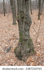 Knurs on the trunk of a tree in fall swason