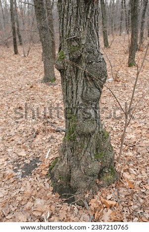 Knurs on the trunk of a tree in fall swason