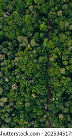 Knysna Forest Seen From Above