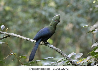 Knysna Lour Bird Porträt Forest