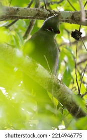 The Knysna Lourie,Turaco In The Forest