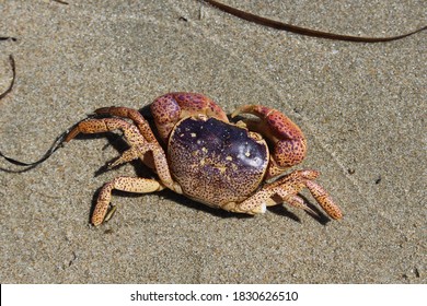 Knysna Mud Crab (Scylla Serrata)