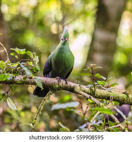 Knysna Turaco