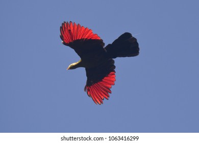 Knysna Turaco In Flight