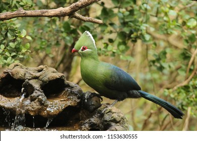 Knysna Turaco In A Forest Setting