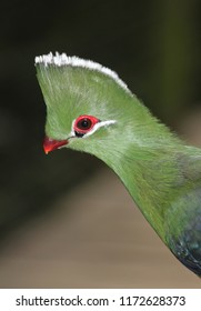 Knysna Turaco Headshot