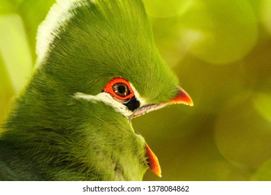 Knysna Turaco Laughs