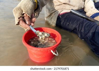 Ko Phangan, Thailand, March 15, 2022: Muddy Hand Holding Collected Alive Clams