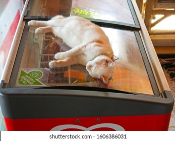 Ko Samui District, Surat Thani/ Thailand- Mar 28, 2014: Sleeping Cat On Refrigerator To Cool Off On Hot Weather. Funny Animal.