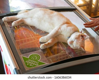 Ko Samui District, Surat Thani/ Thailand- Mar 28, 2014: Sleeping Cat On Refrigerator To Cool Off On Hot Weather. Funny Animal.